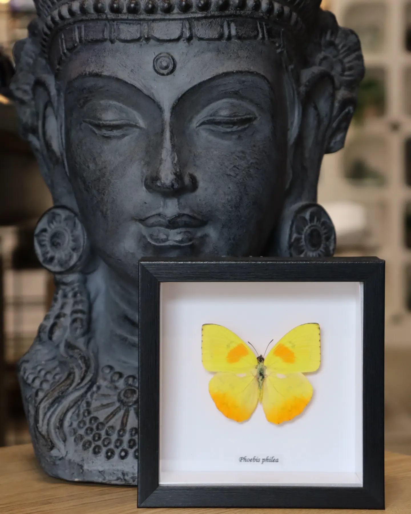 Phoebis Philea Butterfly