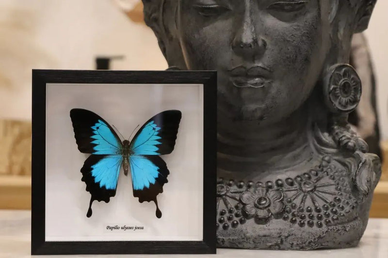 Preserved Butterfly's