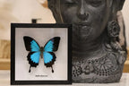 Papilio Ulysses Joesa Butterfly