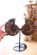 Ammonite Set | 314g