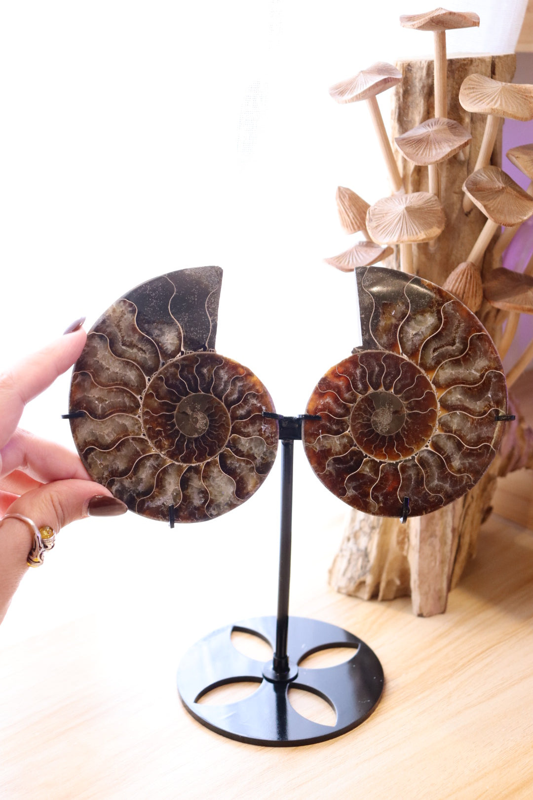 Ammonite Set | 314g