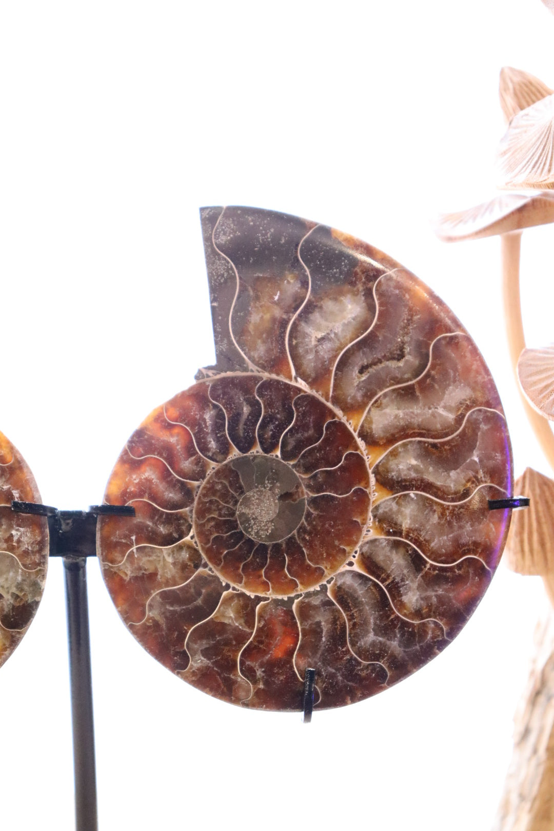 Ammonite Set | 314g