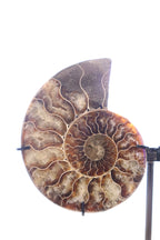 Ammonite Set | 314g