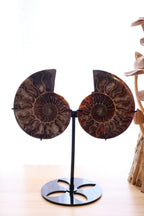 Ammonite Set | 314g