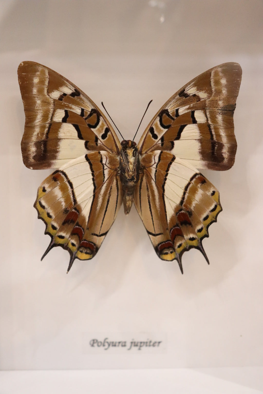Polyura Jupiter Butterfly