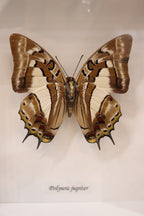 Polyura Jupiter Butterfly