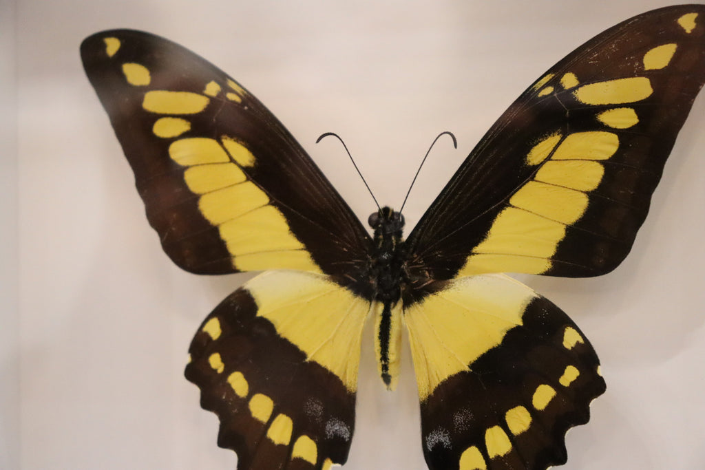 Papilio Lycrophon Butterfly