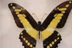 Papilio Lycrophon Butterfly