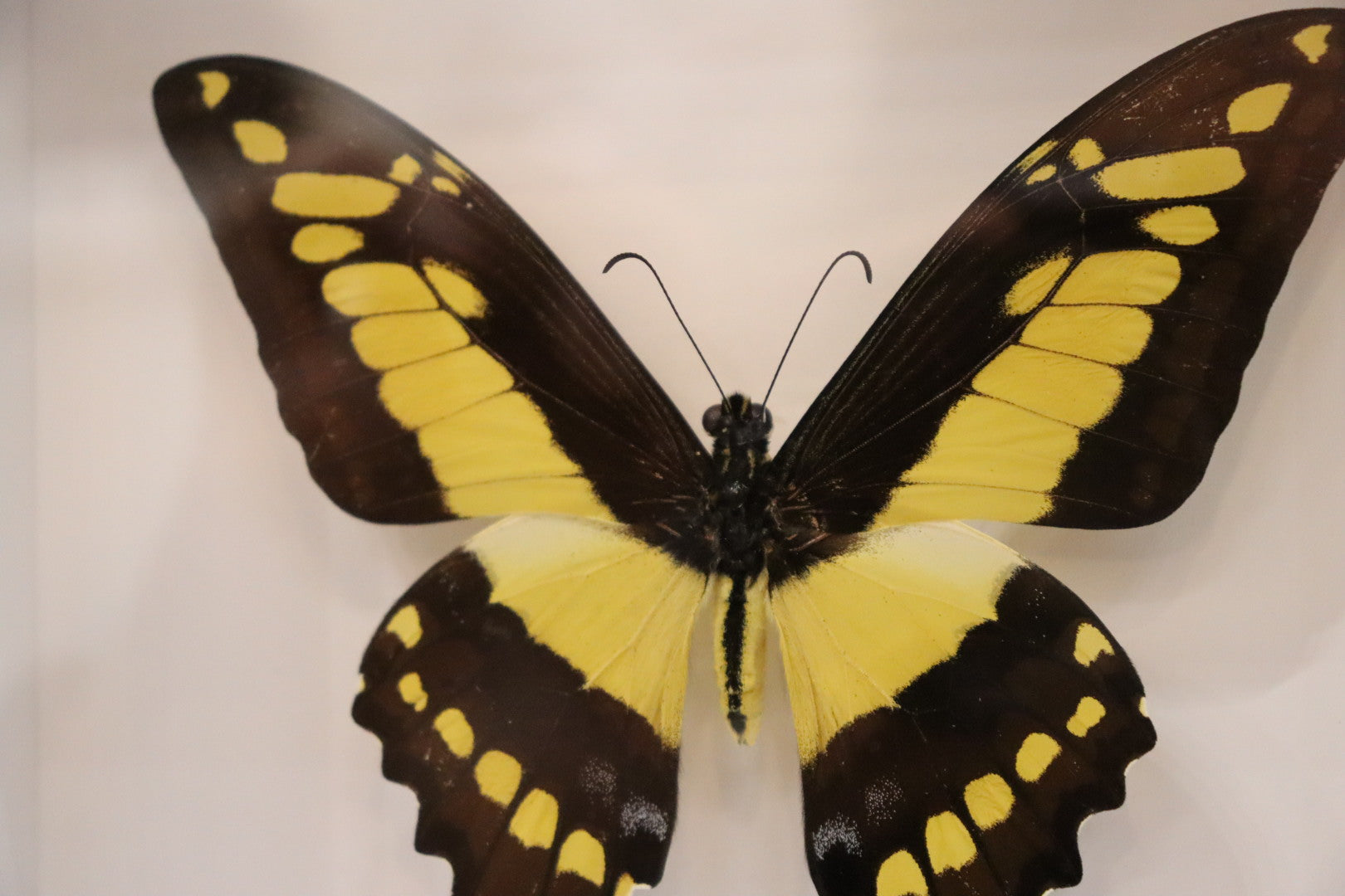 Papilio Lycrophon Butterfly