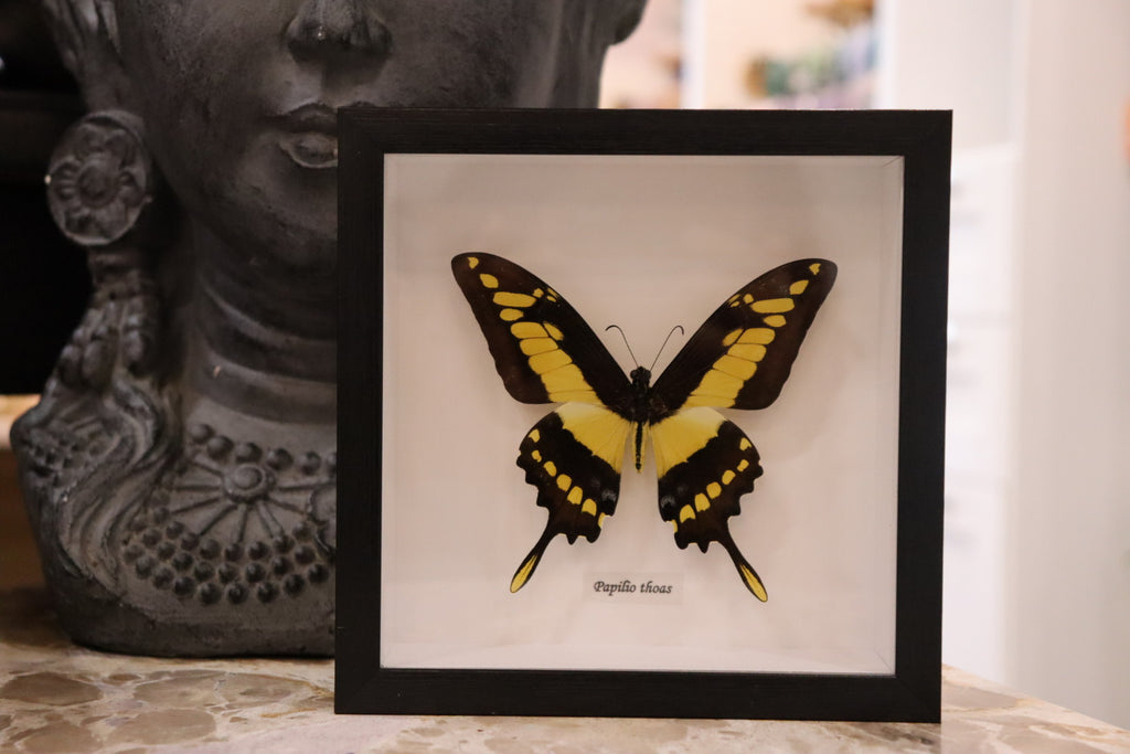 Papilio Lycrophon Butterfly