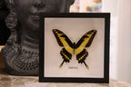 Papilio Lycrophon Butterfly