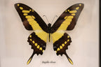 Papilio Lycrophon Butterfly
