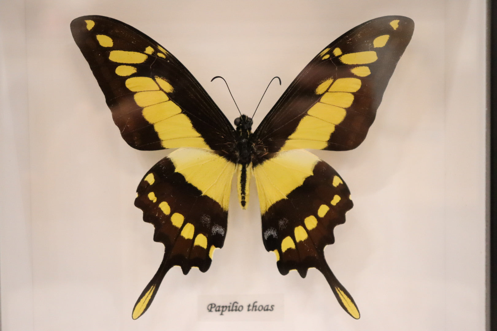 Papilio Lycrophon Butterfly
