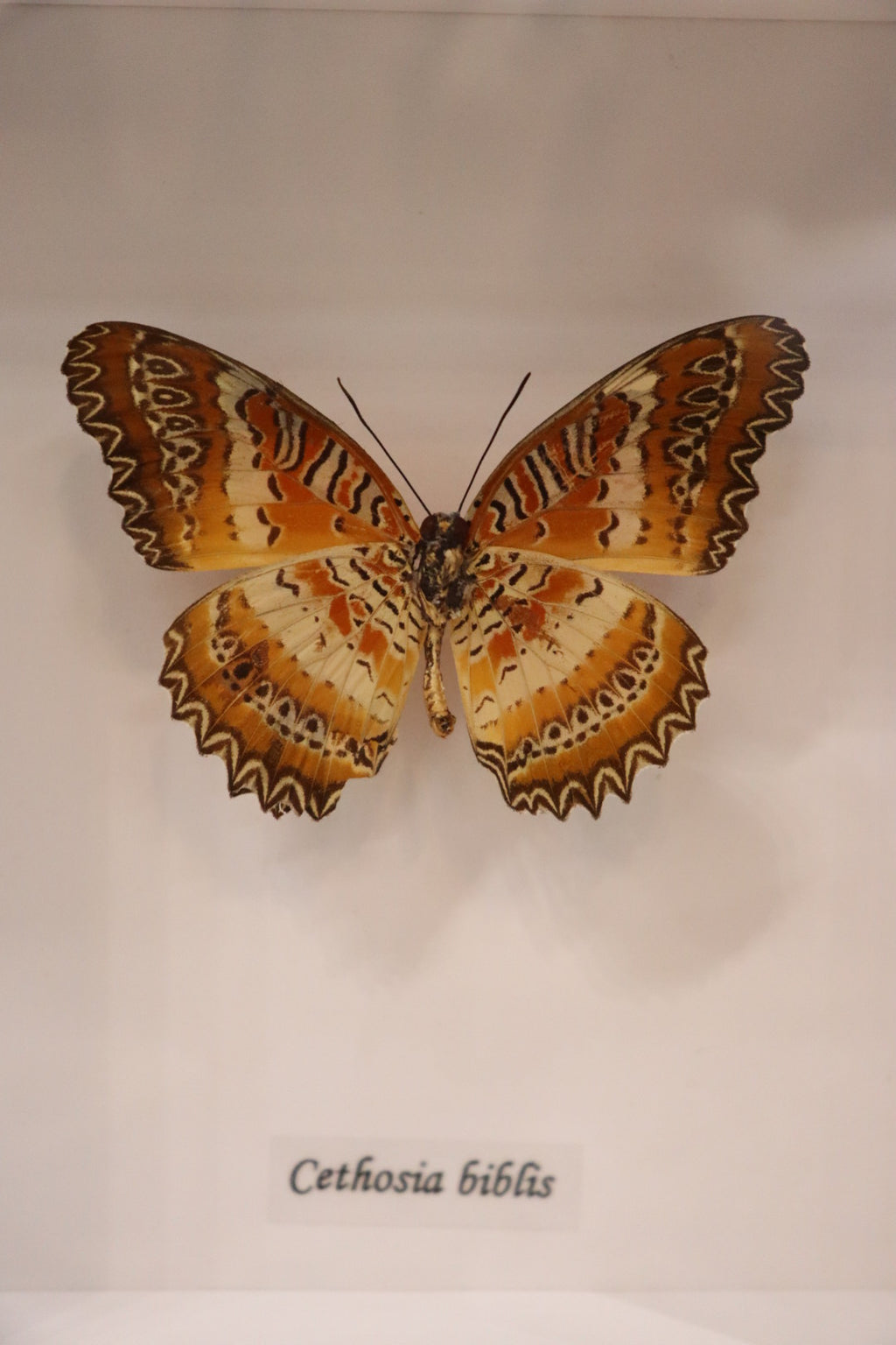 Cethosia Biblis Butterfly