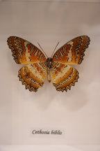 Cethosia Biblis Butterfly