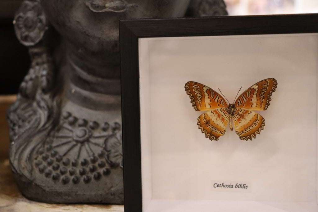 Cethosia Biblis Butterfly