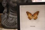 Cethosia Biblis Butterfly