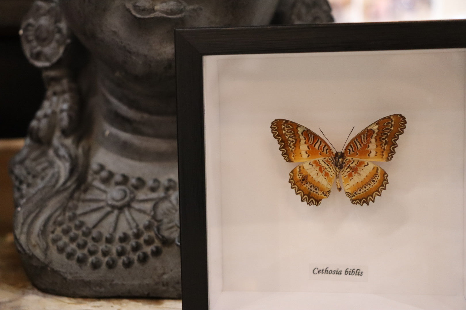 Cethosia Biblis Butterfly