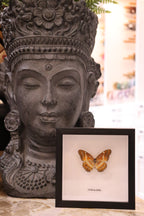 Cethosia Biblis Butterfly