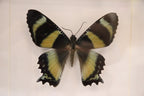 Alcides Metaurus Dorsal Moth