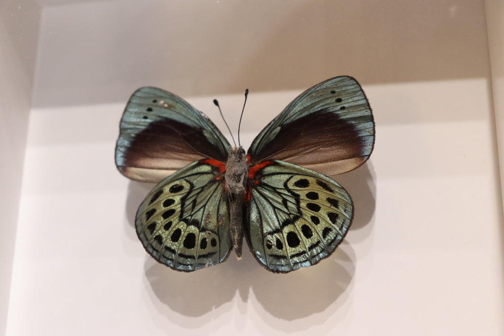 Callithea Leprieuri Verso Butterfly