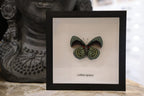 Callithea Leprieuri Verso Butterfly