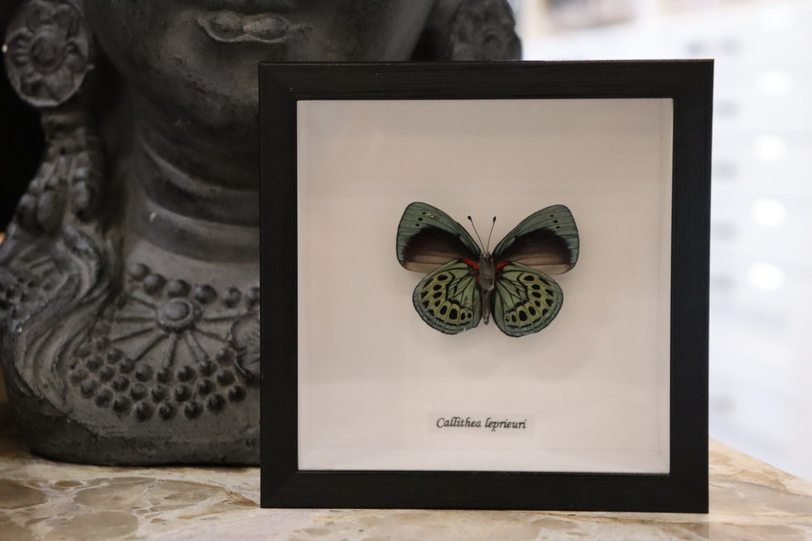 Callithea Leprieuri Verso Butterfly