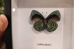 Callithea Leprieuri Verso Butterfly