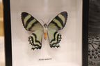 Preserved Alcides Metaurus Moth