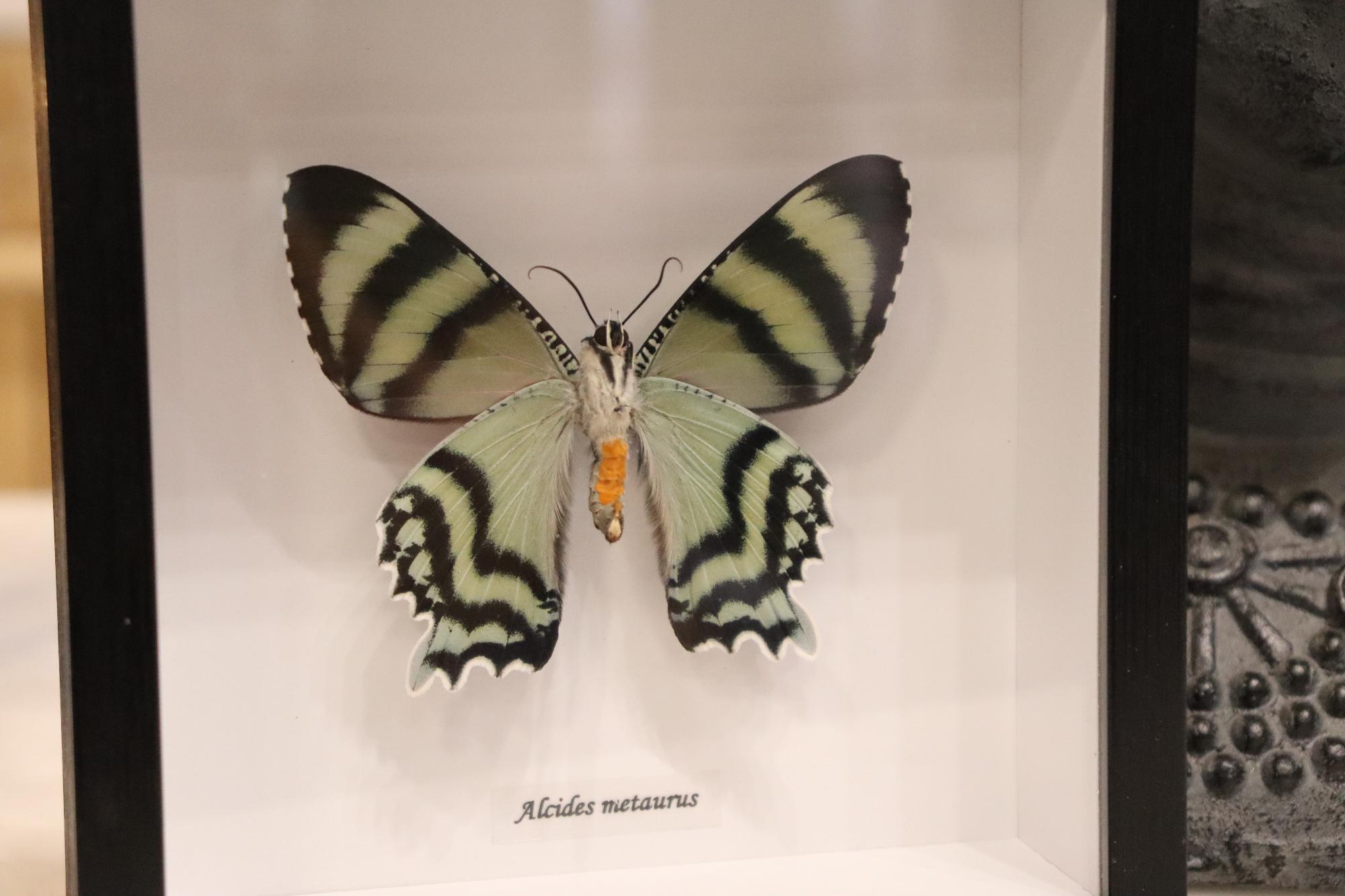Preserved Alcides Metaurus Moth