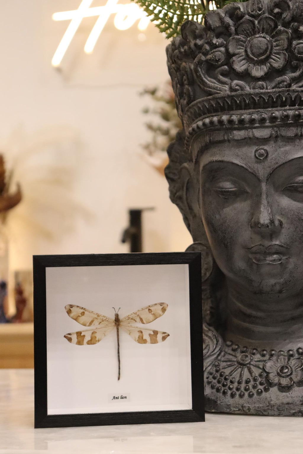 Preserved Antlion Dragonfly