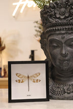 Preserved Antlion Dragonfly