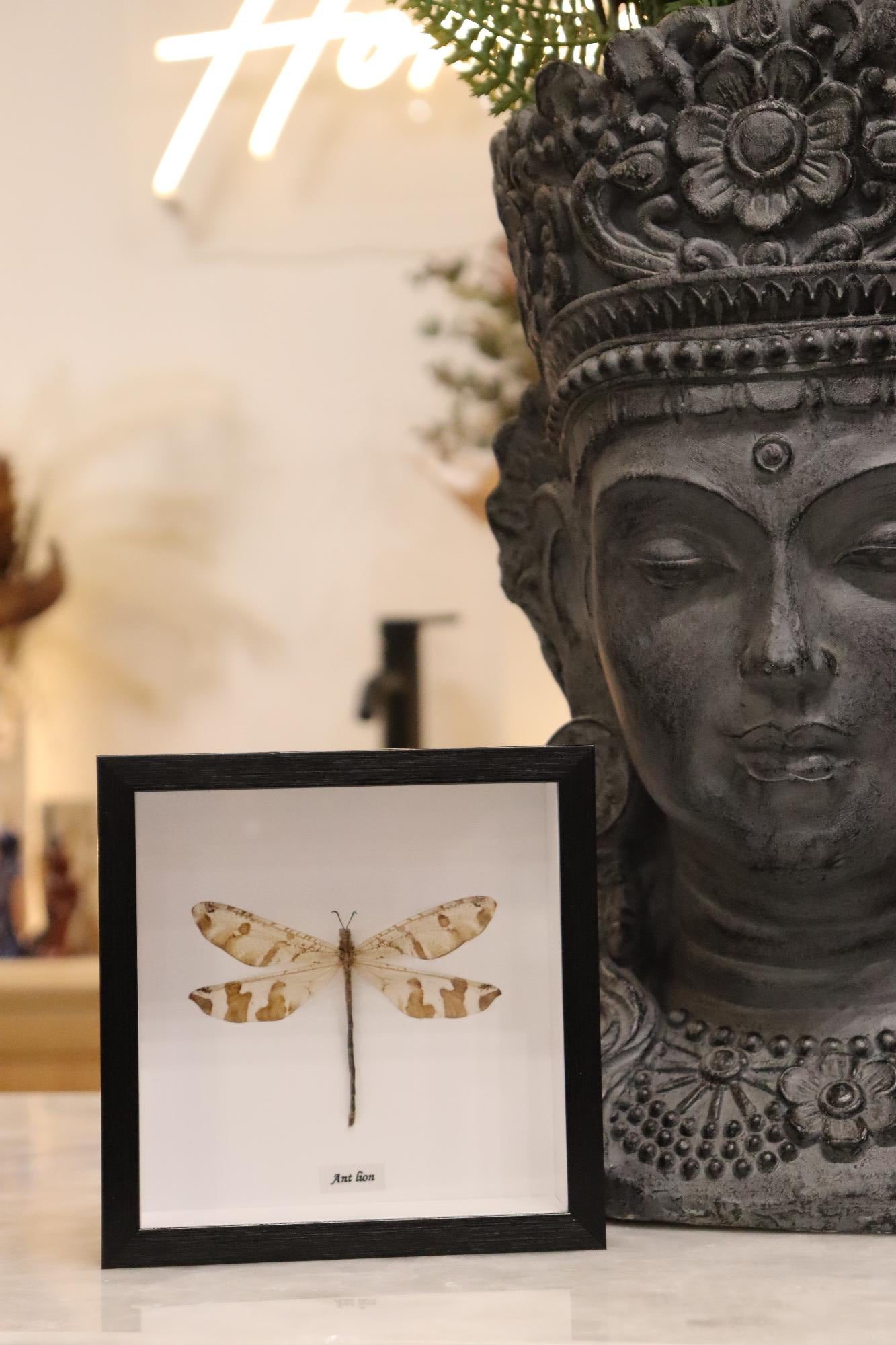 Preserved Antlion Dragonfly