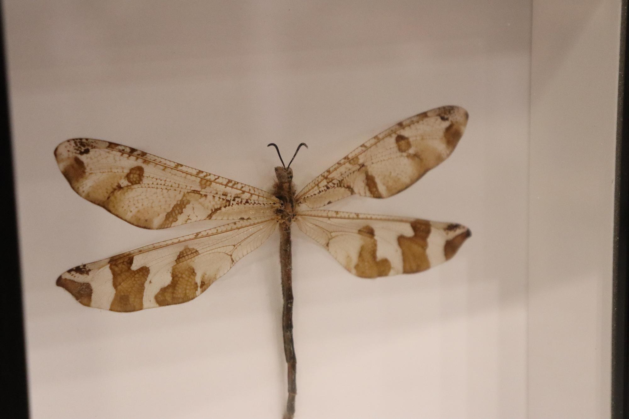 Preserved Antlion Dragonfly