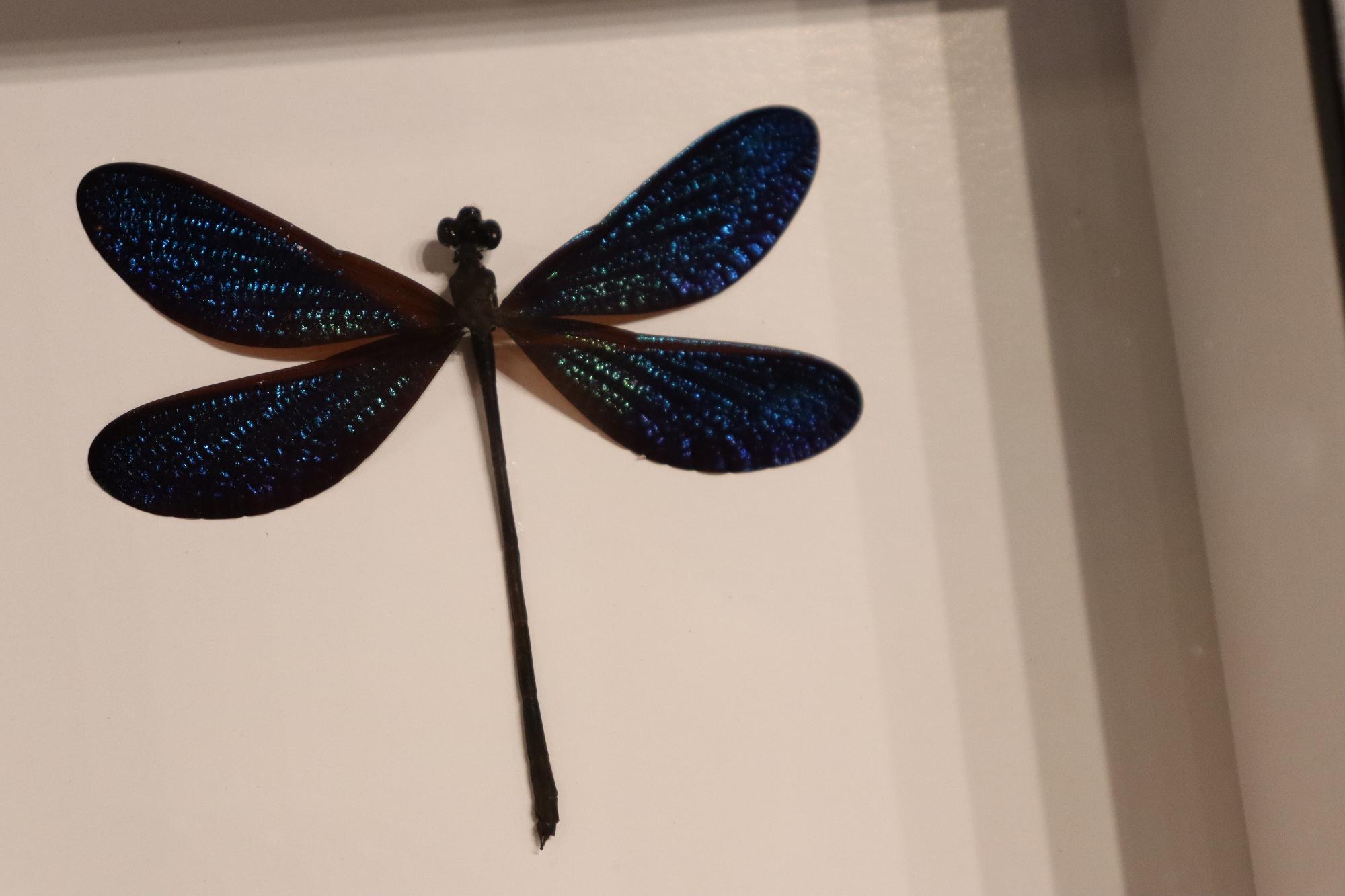 Preserved Vestalis Melania Dragonfly