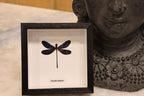 Preserved Vestalis Melania Dragonfly