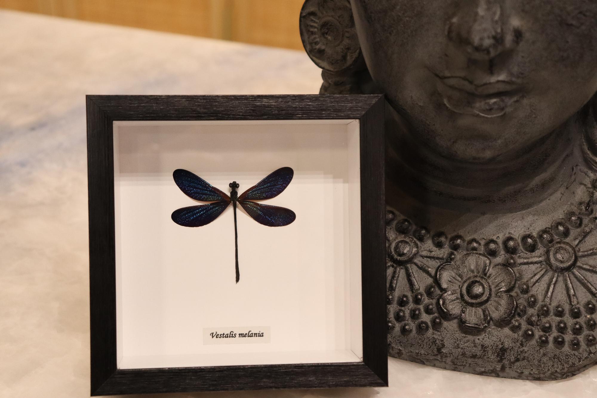 Preserved Vestalis Melania Dragonfly
