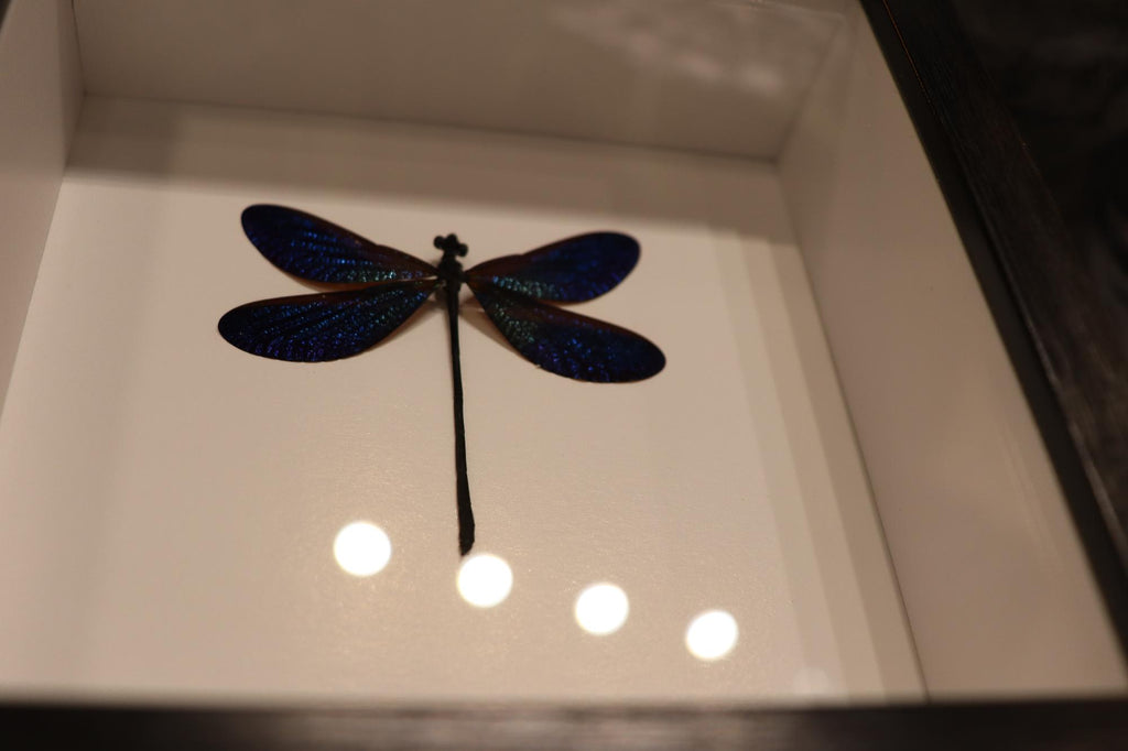 Preserved Vestalis Melania Dragonfly