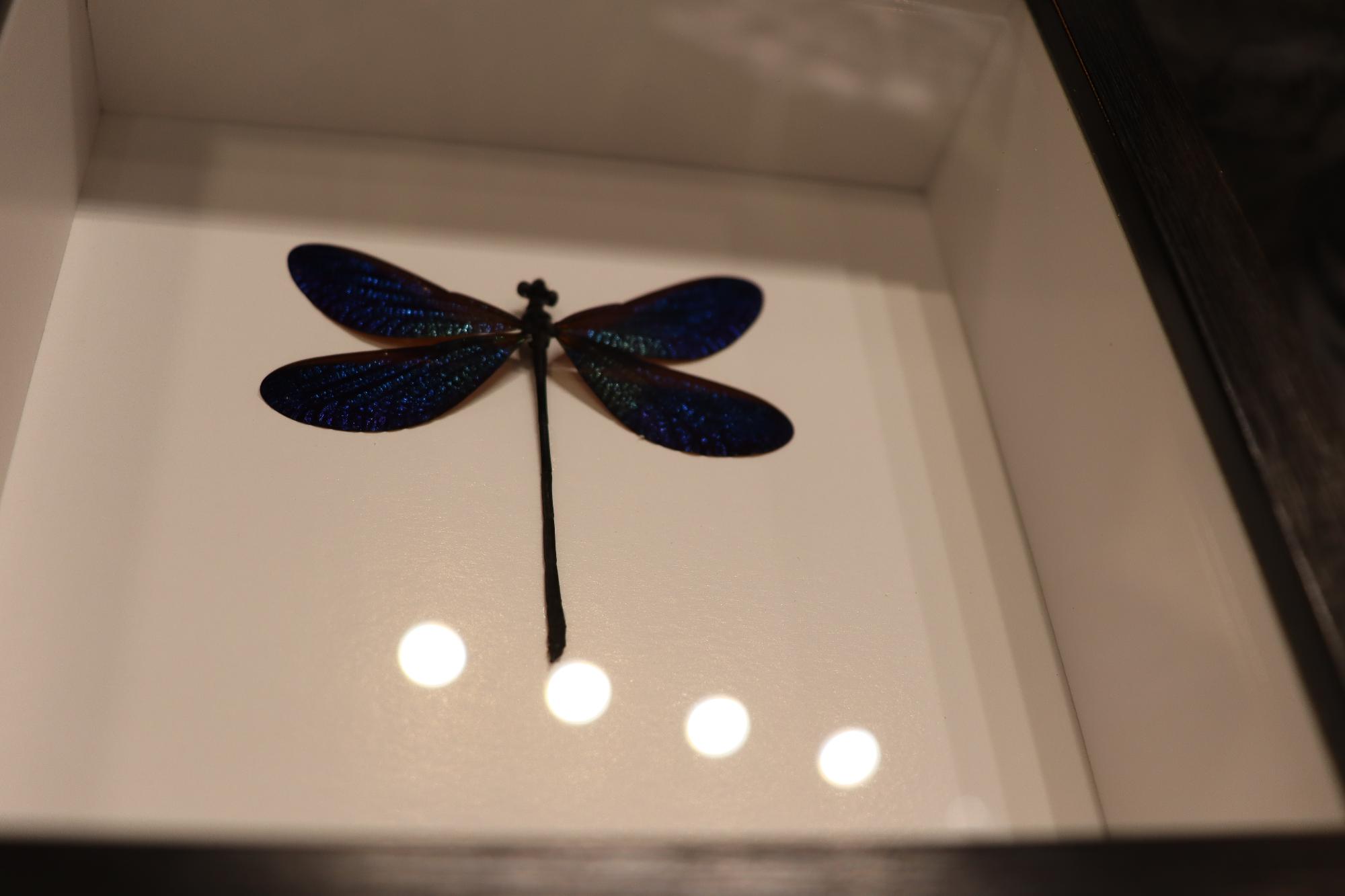 Preserved Vestalis Melania Dragonfly