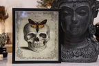 Preserved Acherontia Atropos, Death's-Head Moth | Skull