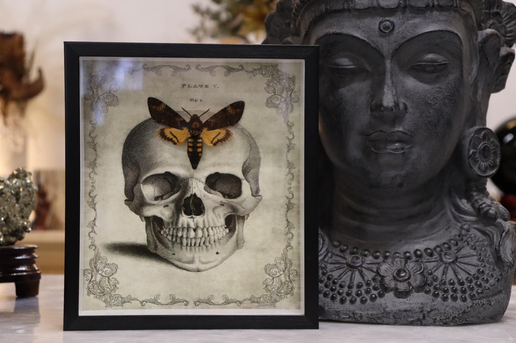 Preserved Acherontia Atropos, Death's-Head Moth | Skull