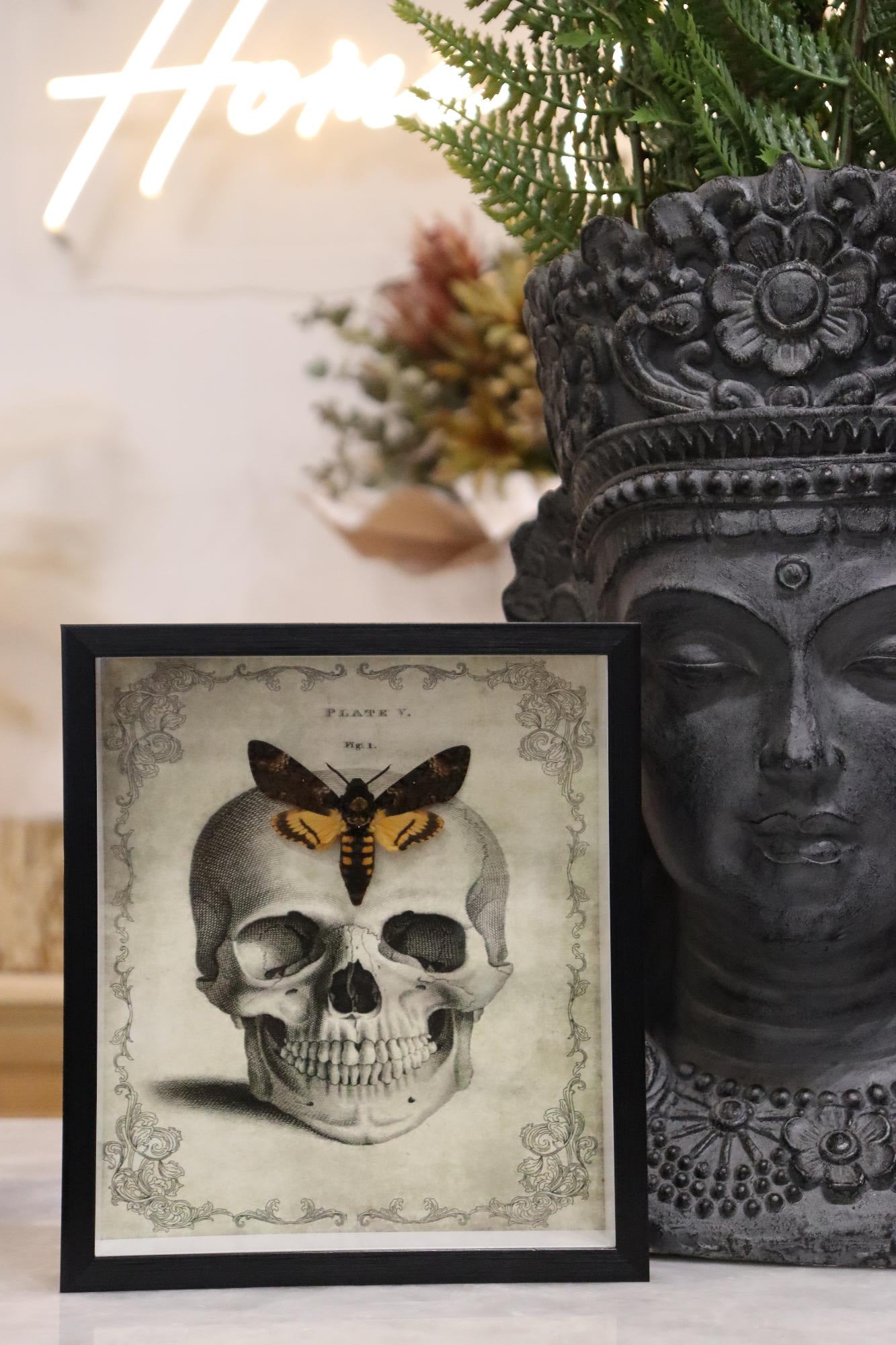 Preserved Acherontia Atropos, Death's-Head Moth | Skull