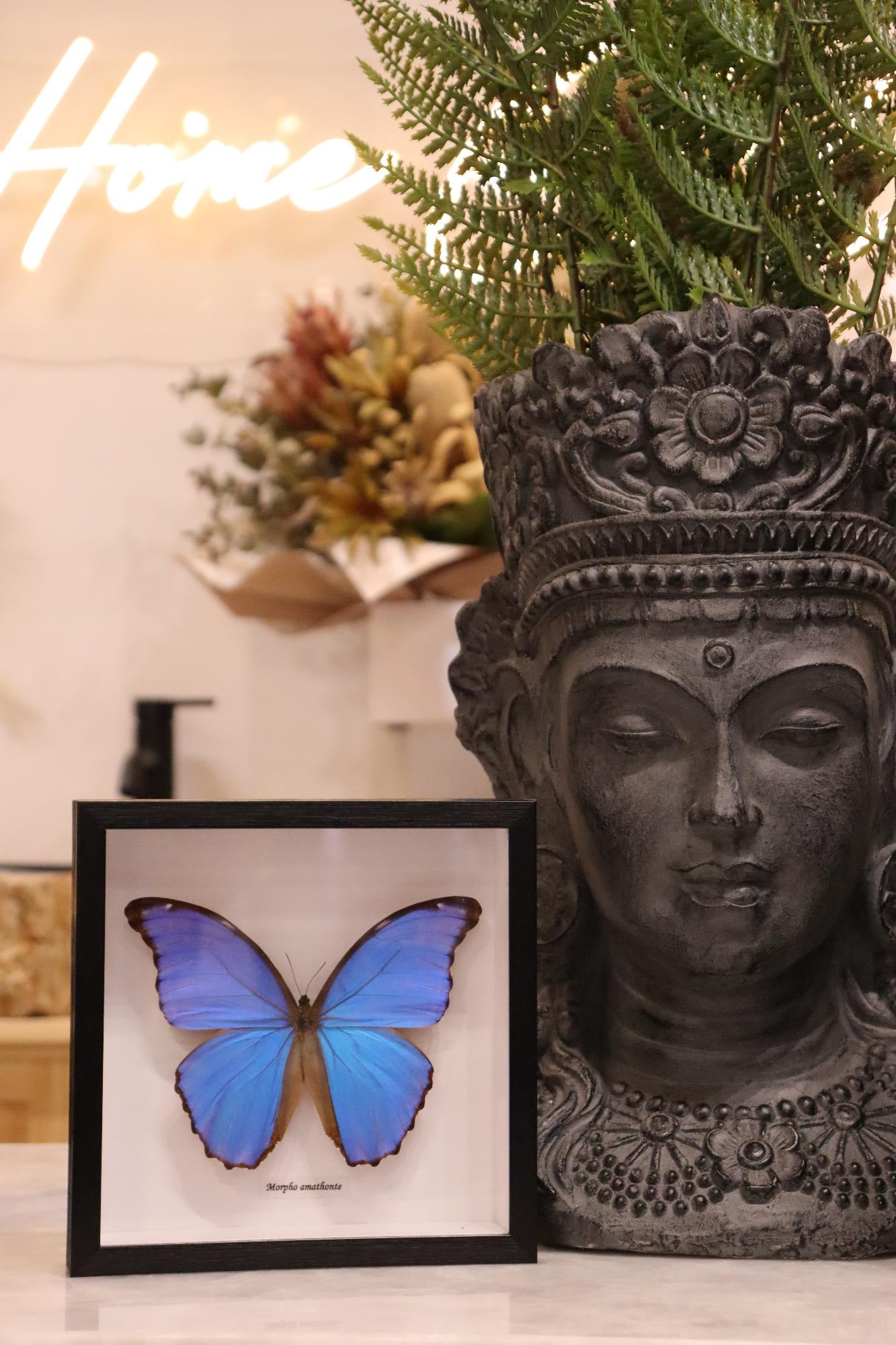 Morpho Amathonte Butterfly