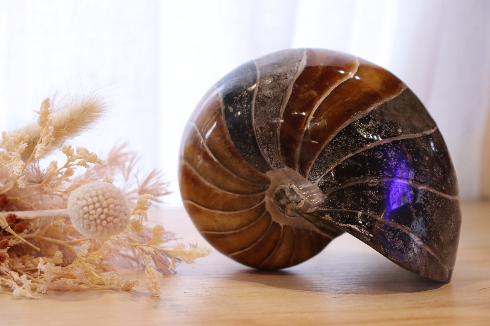 Ammonite Polished | 760g