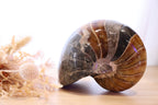 Ammonite Polished | 760g