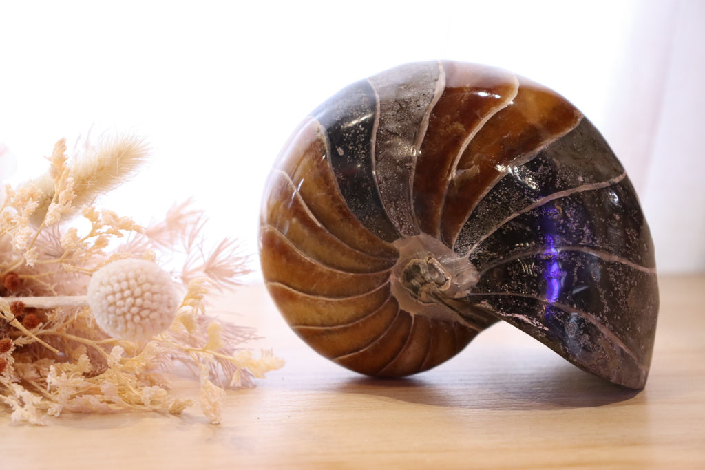 Ammonite Polished | 760g