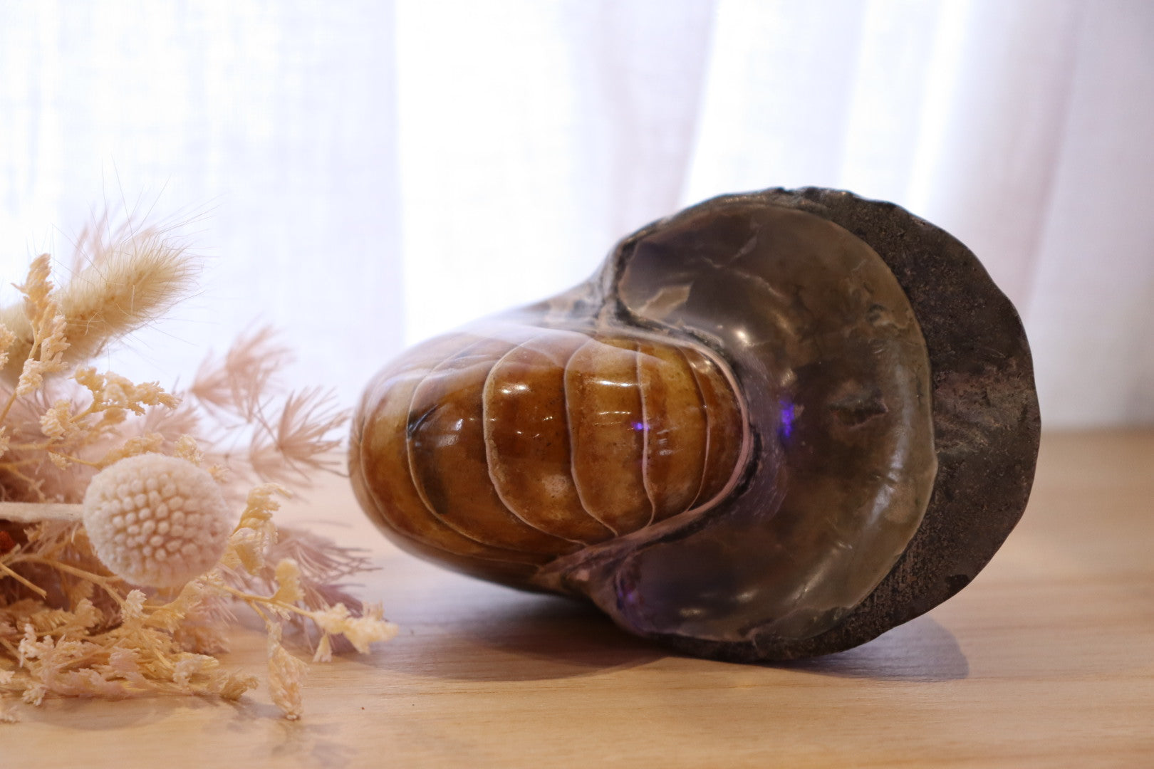 Ammonite Polished | 760g