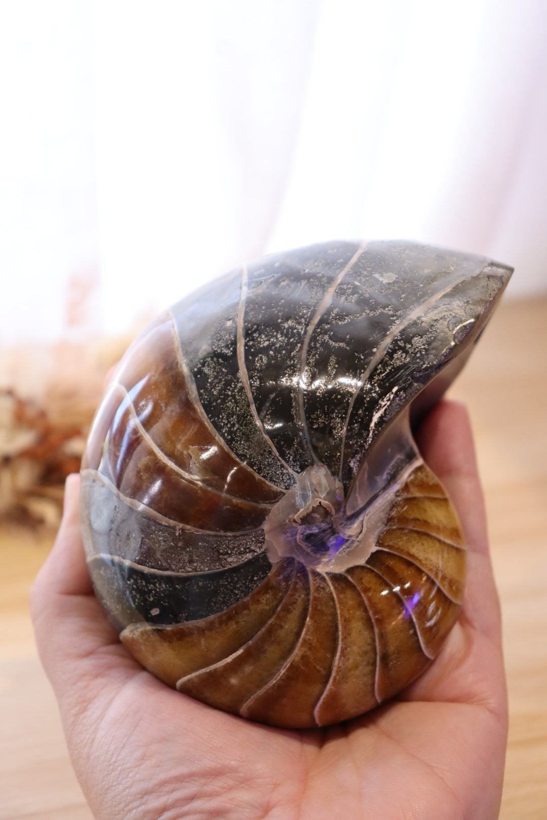 Ammonite Polished | 760g