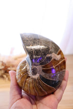 Ammonite Polished | 760g