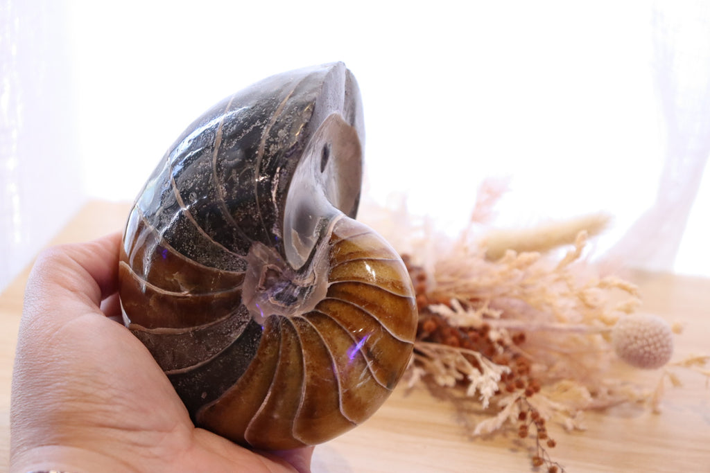 Ammonite Polished | 760g